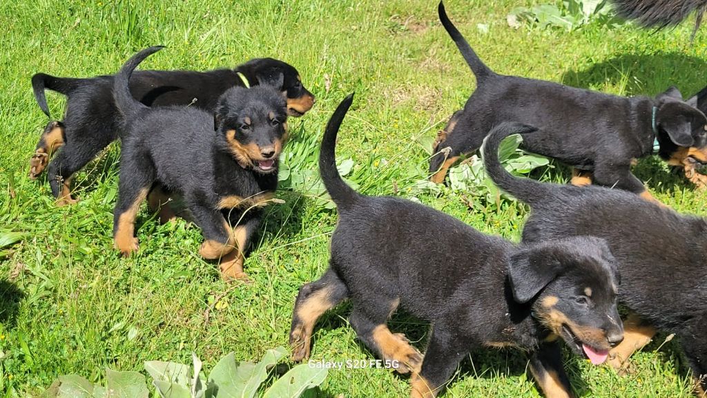 chiot Berger de Beauce Du Mas De Cascabel